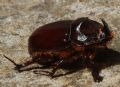 Oryctes nasicornis corniculatus